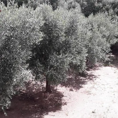 Maison Kaina אולביה